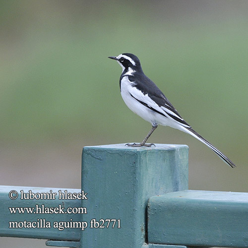 נחליאלי לבן אפריקאי Motacilla aguimp African Pied Wagtail