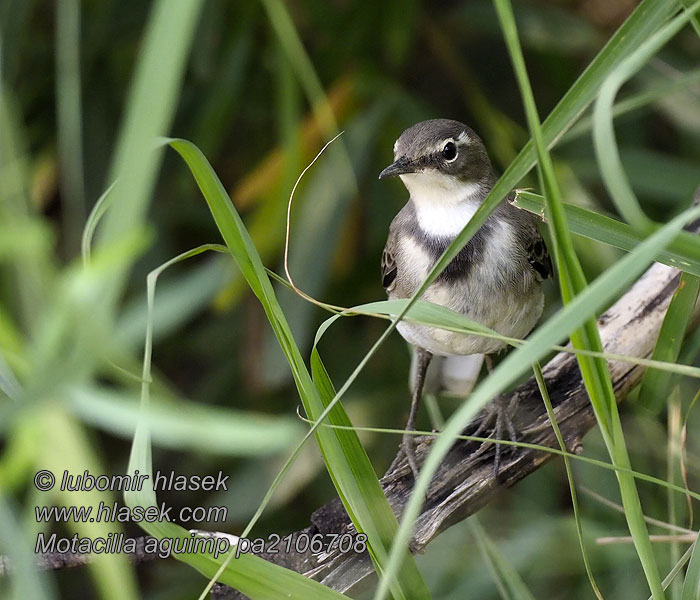 Motacilla aguimp