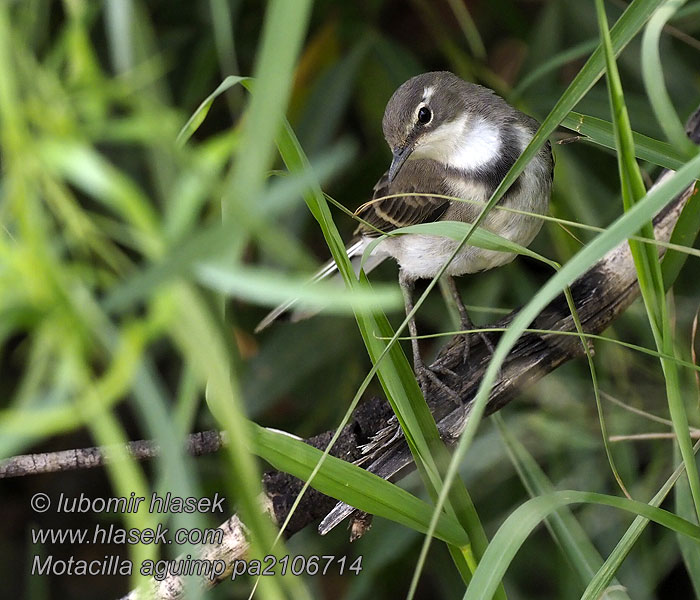 Motacilla aguimp