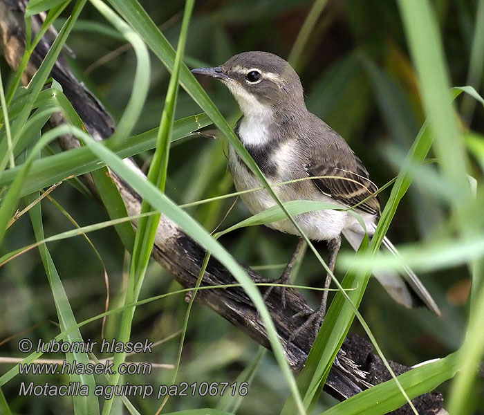 Motacilla aguimp