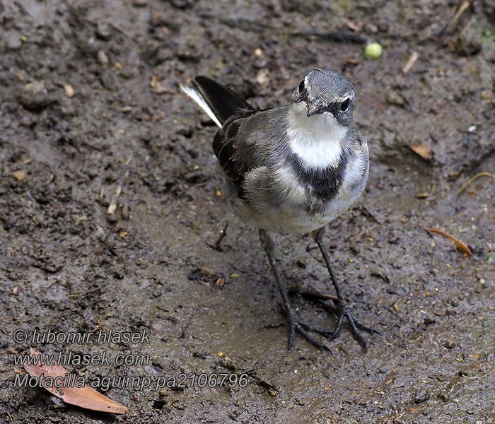 Motacilla aguimp