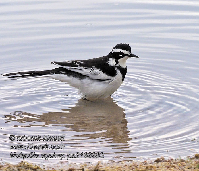 Motacilla aguimp