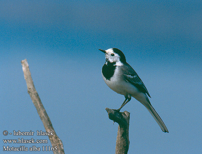 Motacilla alba 11165