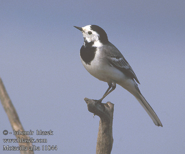 Motacilla alba 11844