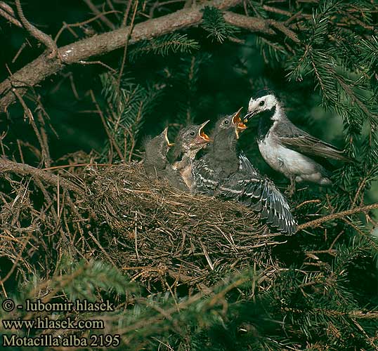 Motacilla alba 2195