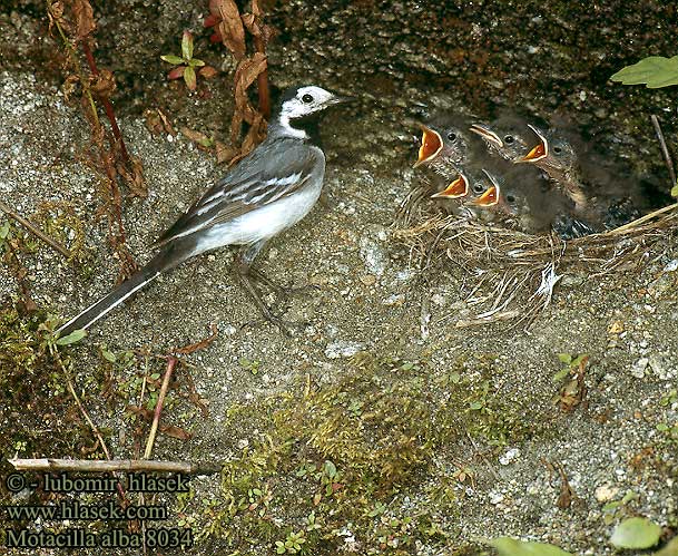 Trasochvost biely Pliszka siwa Ballerina bianca Barázdabillegeto Balta cielava Linavästrik Motacilla alba Pied Wagtail Bachstelze Bergeronnette grise Lavandera Blanca Común Konipas bílý Västäräkki Sädesärla 白鶺鴒 Белая трясогузка タイリクハクセキレイ الأصقع 알락할미새 Λευκοσουσουράδα Alvéola-branca Біла плиска Akkuyruksallayan Ak kuyruksallayan נחליאלי