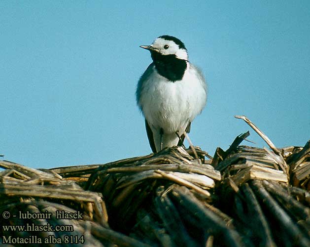 Balta cielava Linavästrik Motacilla alba Pied Wagtail Bachstelze Bergeronnette grise Lavandera Blanca Común Konipas bílý Västäräkki Sädesärla 白鶺鴒 Белая трясогузка タイリクハクセキレイ الأصقع 알락할미새 Λευκοσουσουράδα Alvéola-branca Біла плиска Akkuyruksallayan Ak kuyruksallayan נחליאלי Trasochvost biely Pliszka siwa Ballerina bianca Barázdabillegeto