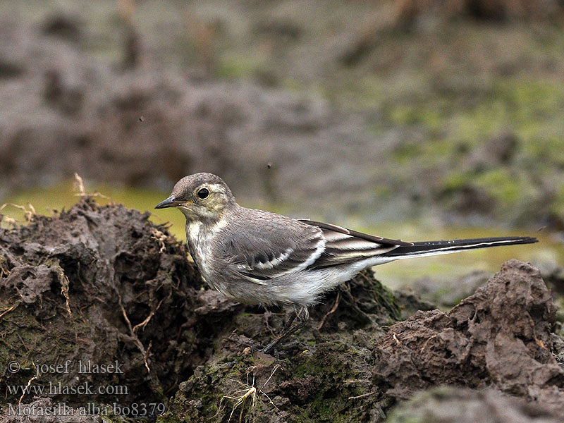 Motacilla alba bo8379