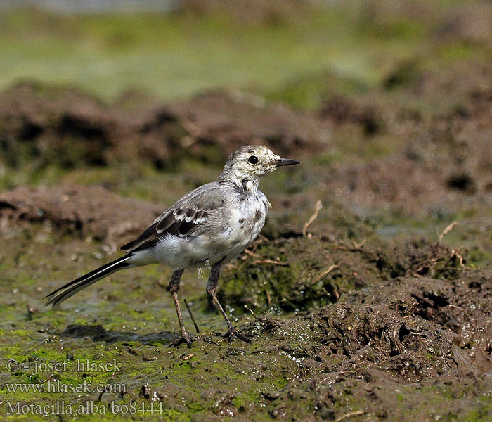 Motacilla alba bo8444