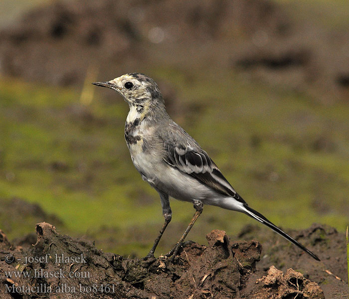 Motacilla alba bo8461