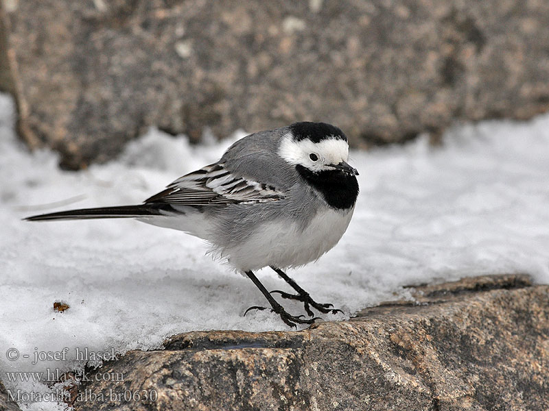 Motacilla alba Pied Wagtail Bachstelze Bergeronnette grise