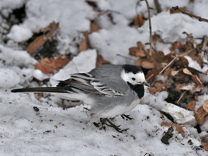 Motacilla alba Lavandera Blanca Común Konipas bílý