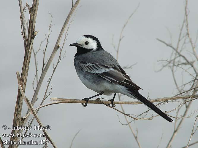 Motacilla alba d79