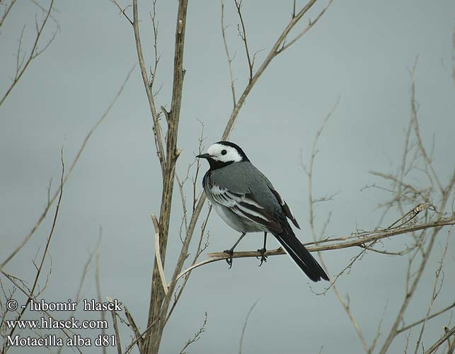 Motacilla alba d81