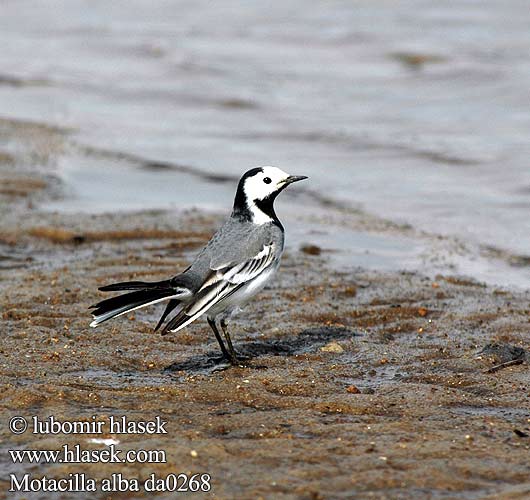 Motacilla alba da0268