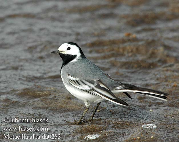 Motacilla alba da0283