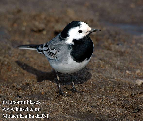 Motacilla alba da0311