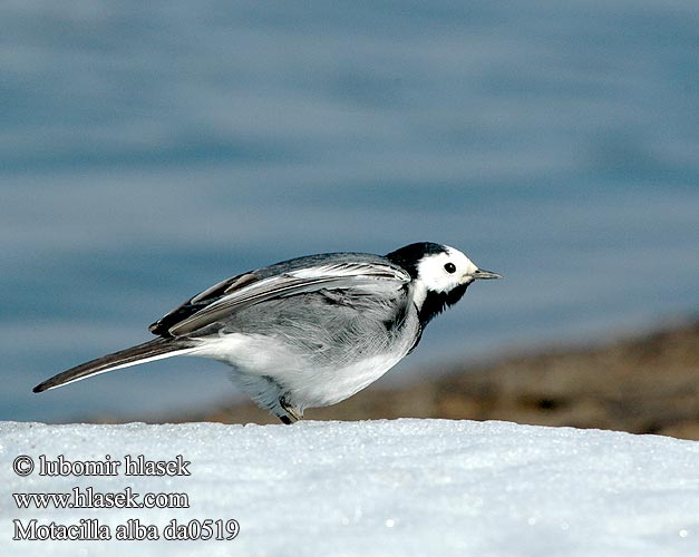 Motacilla alba da0519