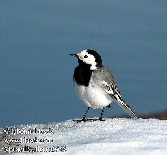 Motacilla alba da0548