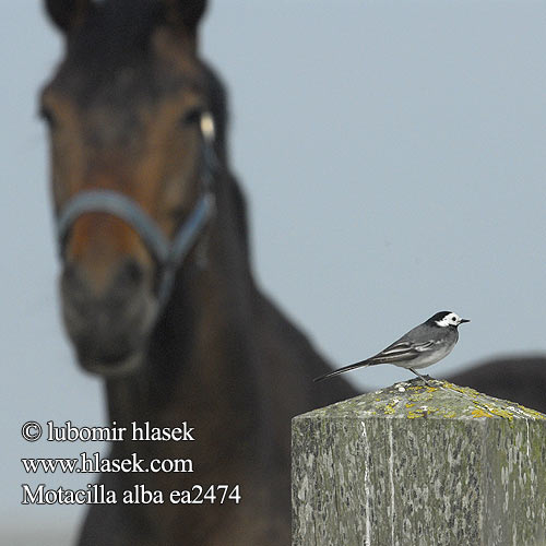 Motacilla alba ea2474