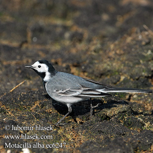 Motacilla alba ec6247