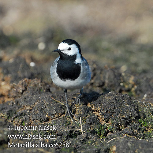 Motacilla alba ec6258