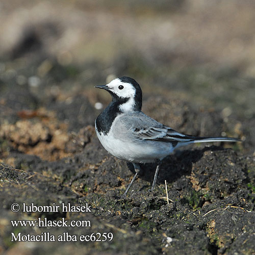 Motacilla alba ec6259