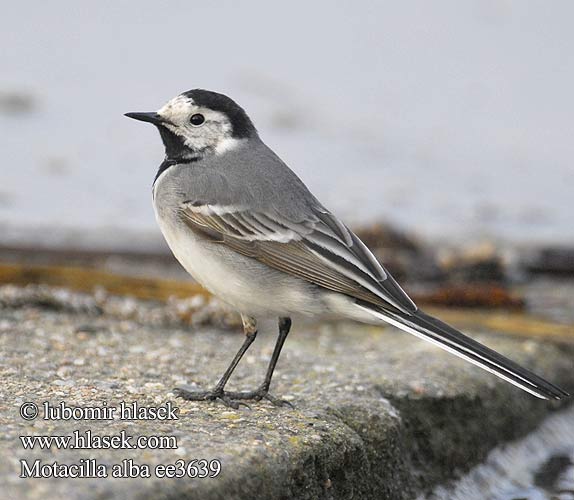 Trasochvost biely Pliszka siwa Ballerina bianca Barázdabillegeto Balta cielava Linavästrik Motacilla alba Pied Wagtail Bachstelze Bergeronnette grise Lavandera Blanca Común Konipas bílý Västäräkki Sädesärla 白鶺鴒 Белая трясогузка タイリクハクセキレイ الأصقع 알락할미새 Λευκοσουσουράδα Alvéola-branca Біла плиска Akkuyruksallayan Ak kuyruksallayan נחליאלי