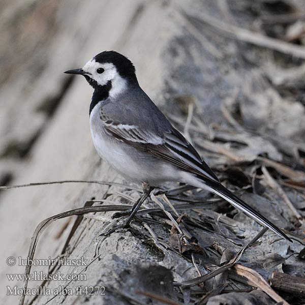 Pliszka siwa Ballerina bianca Barázdabillegeto Balta cielava Linavästrik Motacilla alba Pied Wagtail Bachstelze Bergeronnette grise Lavandera Blanca Común Konipas bílý Västäräkki Sädesärla 白鶺鴒 Белая трясогузка タイリクハクセキレイ الأصقع 알락할미새 Λευκοσουσουράδα Alvéola-branca Біла плиска Akkuyruksallayan Ak kuyruksallayan נחליאלי Trasochvost biely