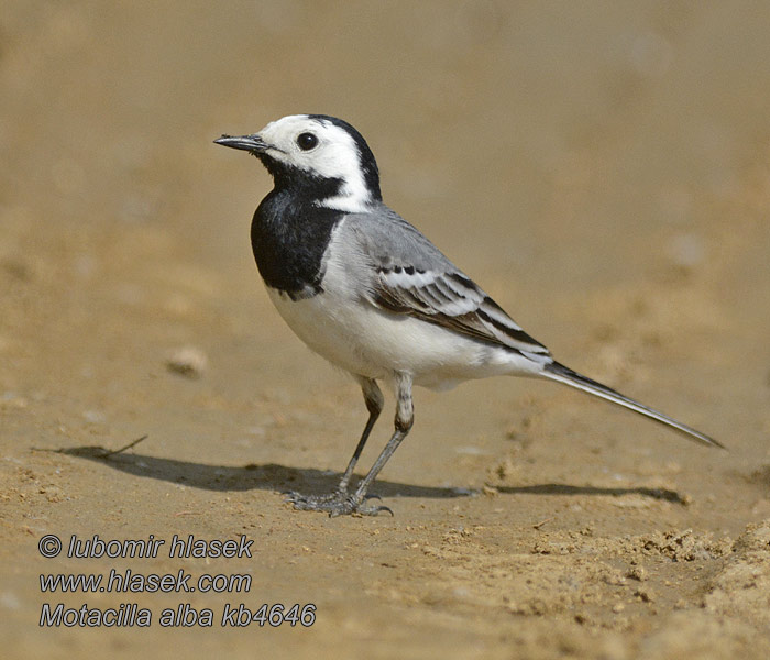 Motacilla alba