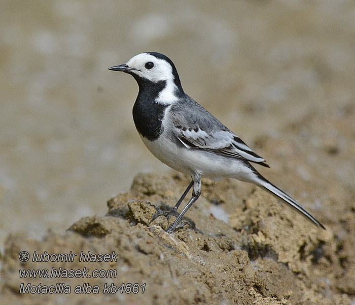 Motacilla alba