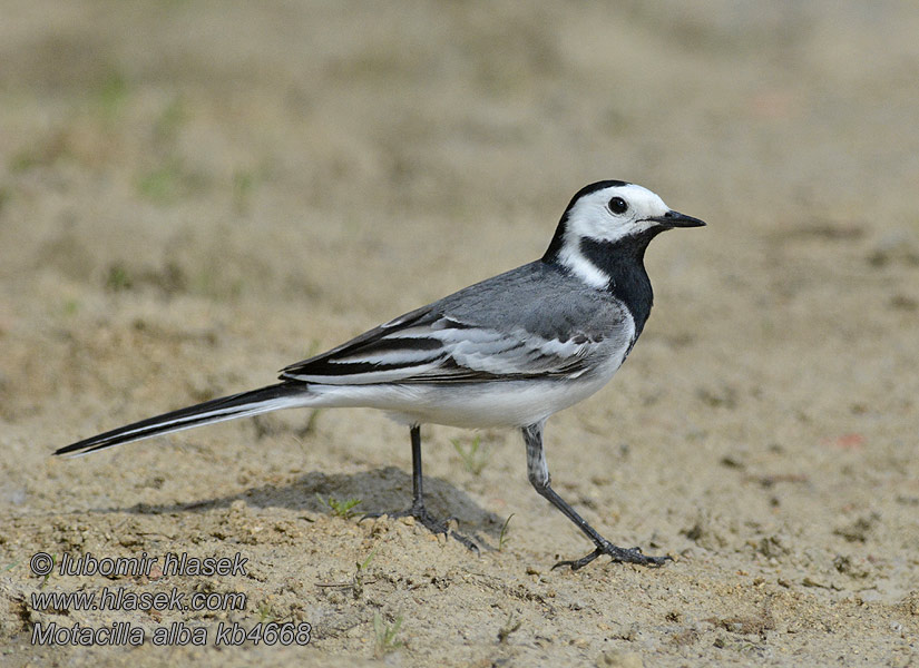 Motacilla alba