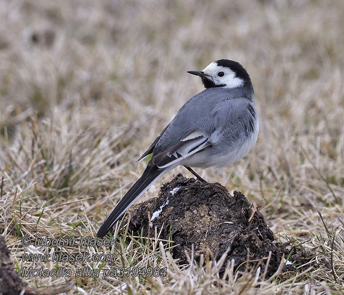 Motacilla alba