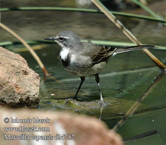 Motacilla capensis Konipas jihoafrický kapský Gewone Kwikkie