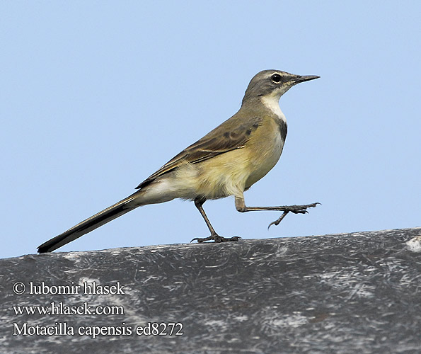 Motacilla capensis ed8272