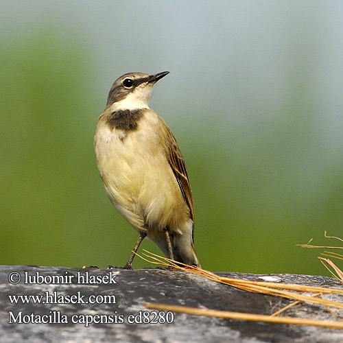 Motacilla capensis ed8280