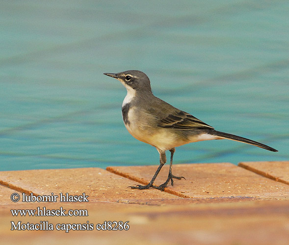 Motacilla capensis ed8286