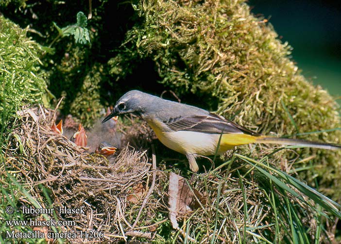 Motacilla cinerea Grey Wagtail Bjergvipstjert