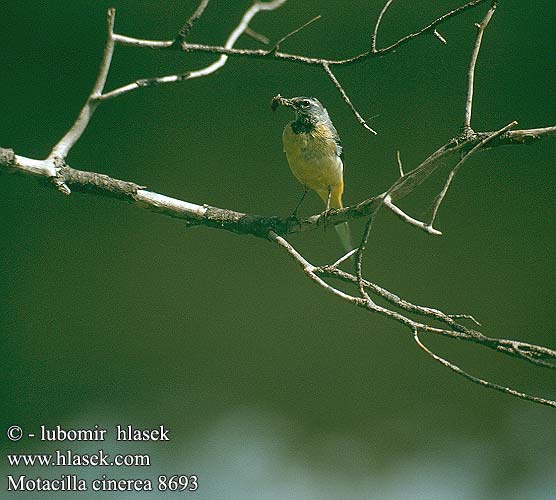 Motacilla cinerea 8693