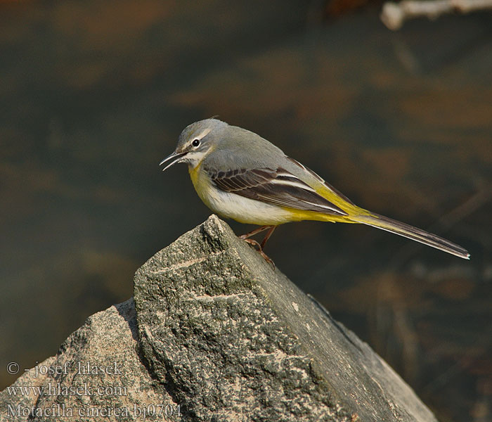 Motacilla cinerea bj0704