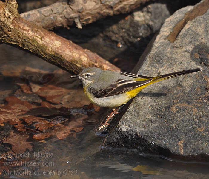 Motacilla cinerea bj0733