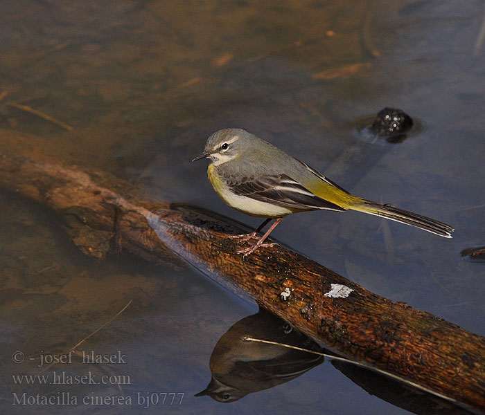 Motacilla cinerea bj0777