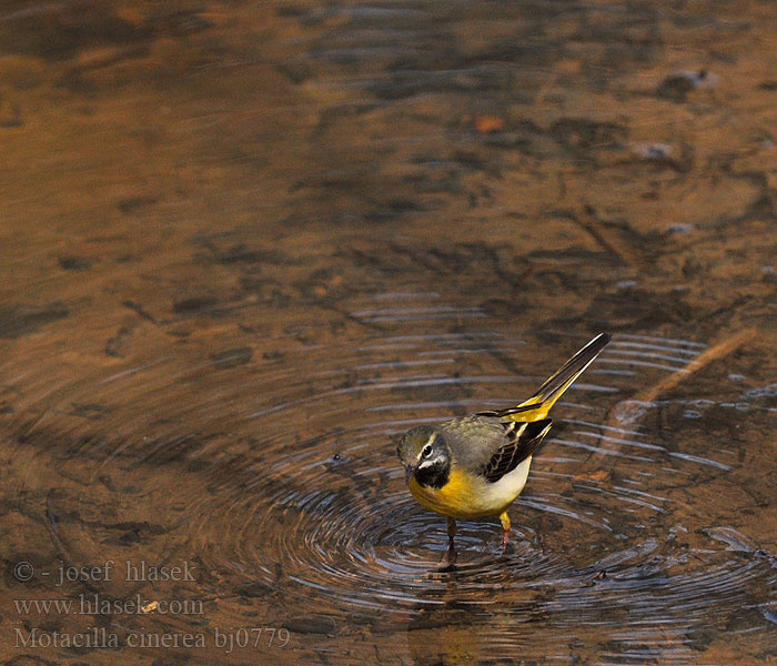 Motacilla cinerea bj0779