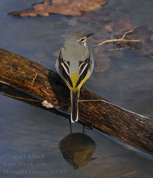 Motacilla cinerea bj0783