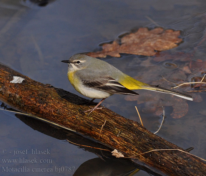 Motacilla cinerea bj0787