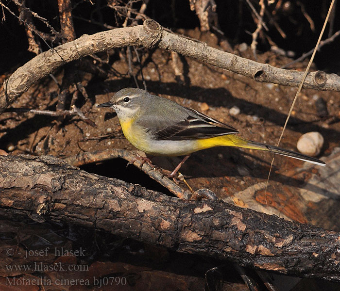 Motacilla cinerea bj0790