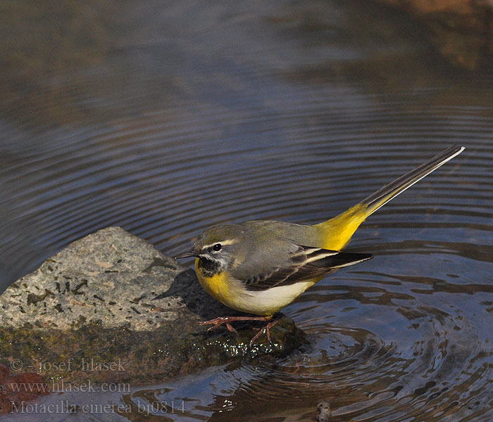 Motacilla cinerea bj0814