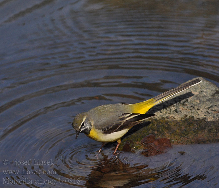 Motacilla cinerea bj0818