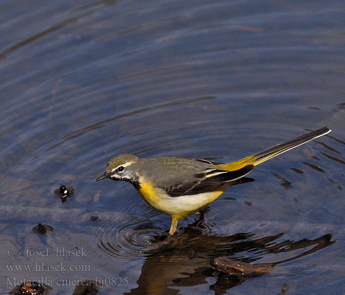 Motacilla cinerea bj0825