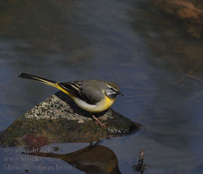 Motacilla cinerea bj0867